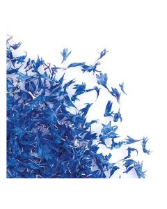 Gedroogde Blauwe Korenbloem Bloemen